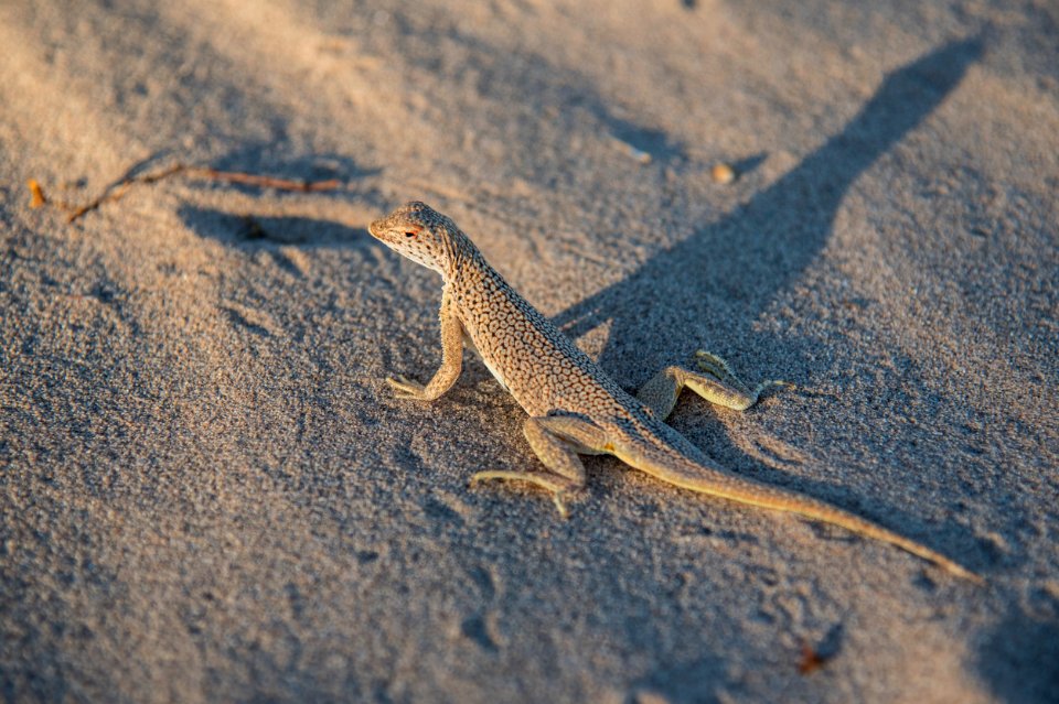 Cadiz Dunes Wilderness
