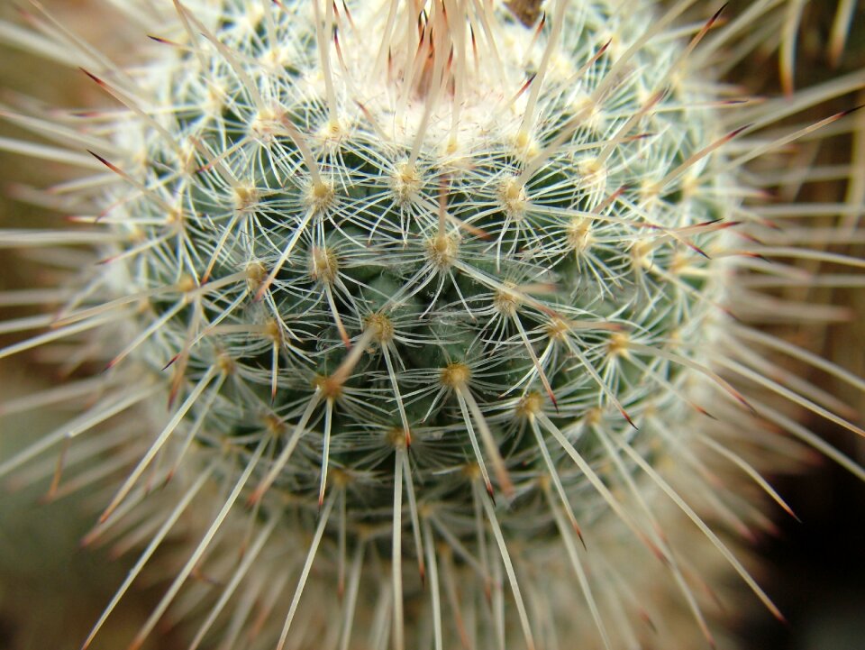 Nature plant flower