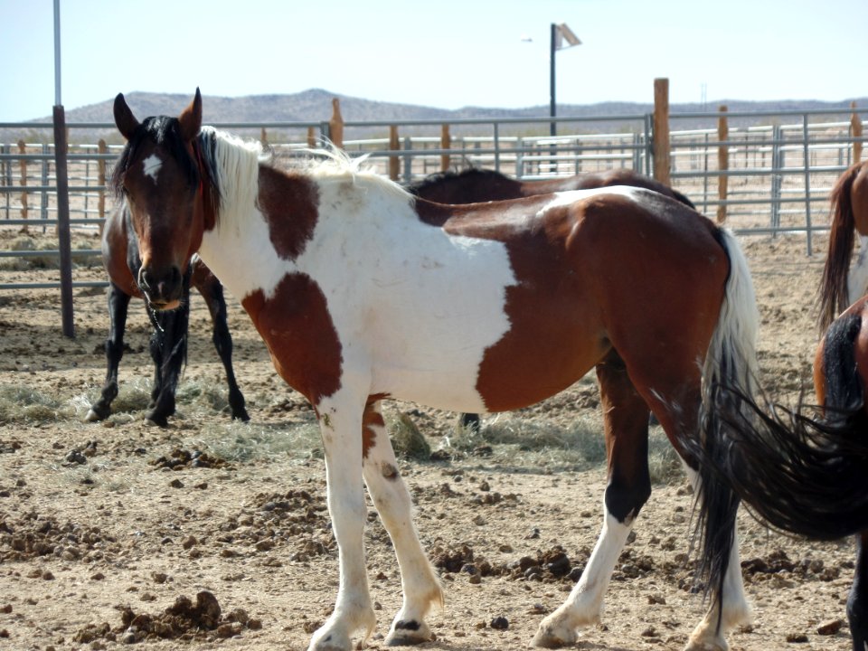 Wild horse