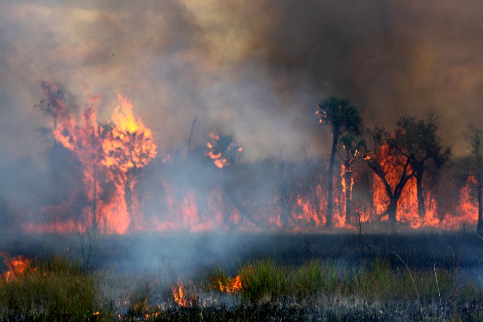prescribed burn across from HQ