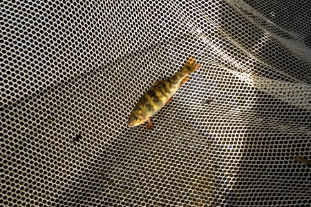 Chesapeake logperch surveying