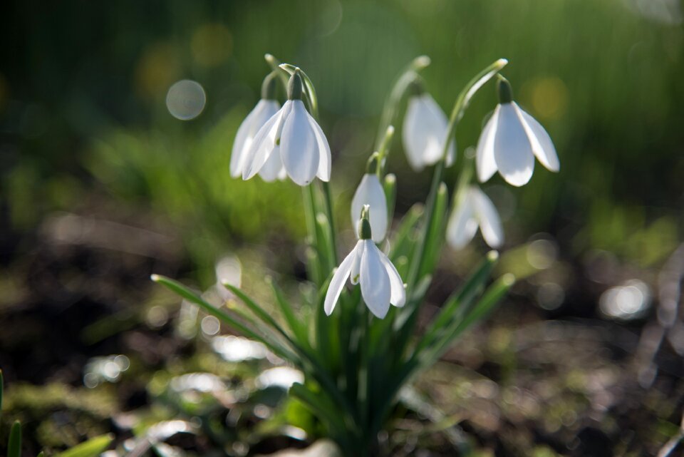 Snowdrops white plant