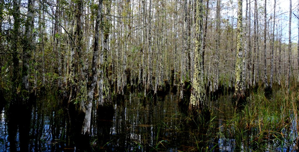 concho billie cypress strand