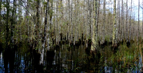 concho billie cypress strand