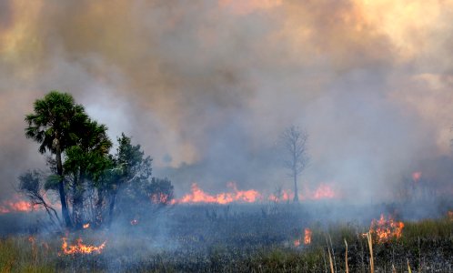 prescribed burn across from HQ