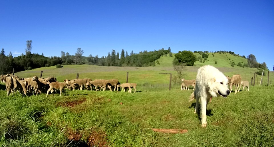 Flocking Back to the Hills of Cronan Ranch
