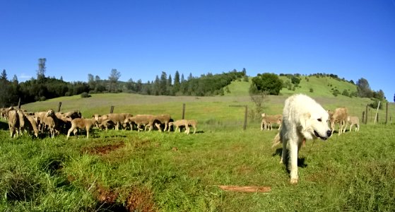 Flocking Back to the Hills of Cronan Ranch