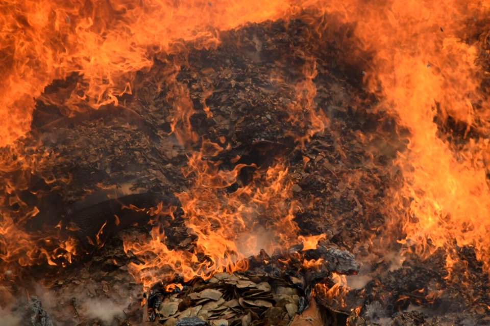Pangolin scale burn in Cameroon. Credit: Kenneth Cameron / USFWS (1)