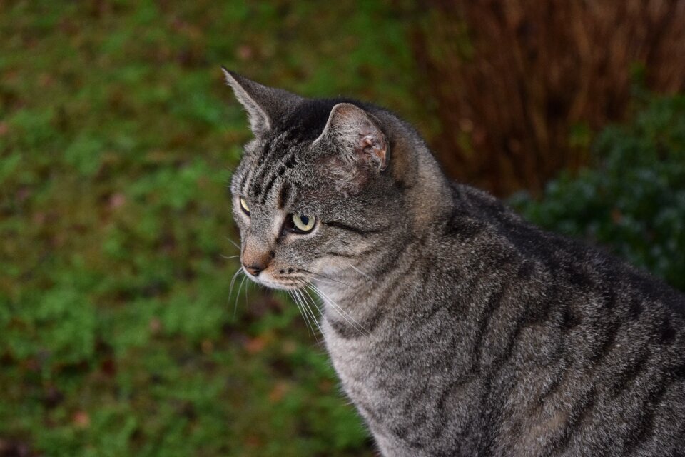 Animal cute feline