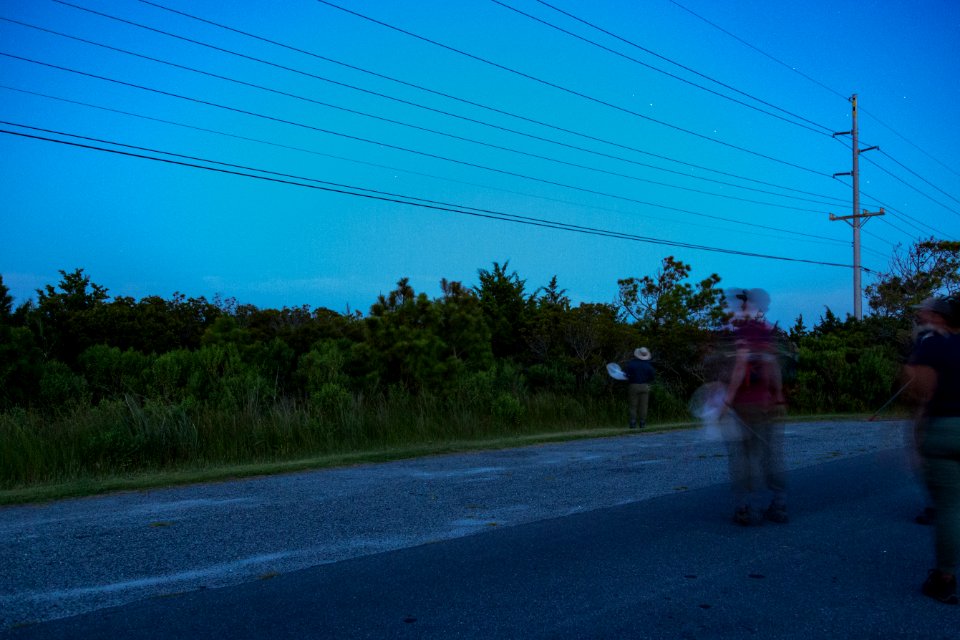 Bethany Beach Firefly Survey - 2019