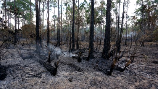 smouldering prescribed fire