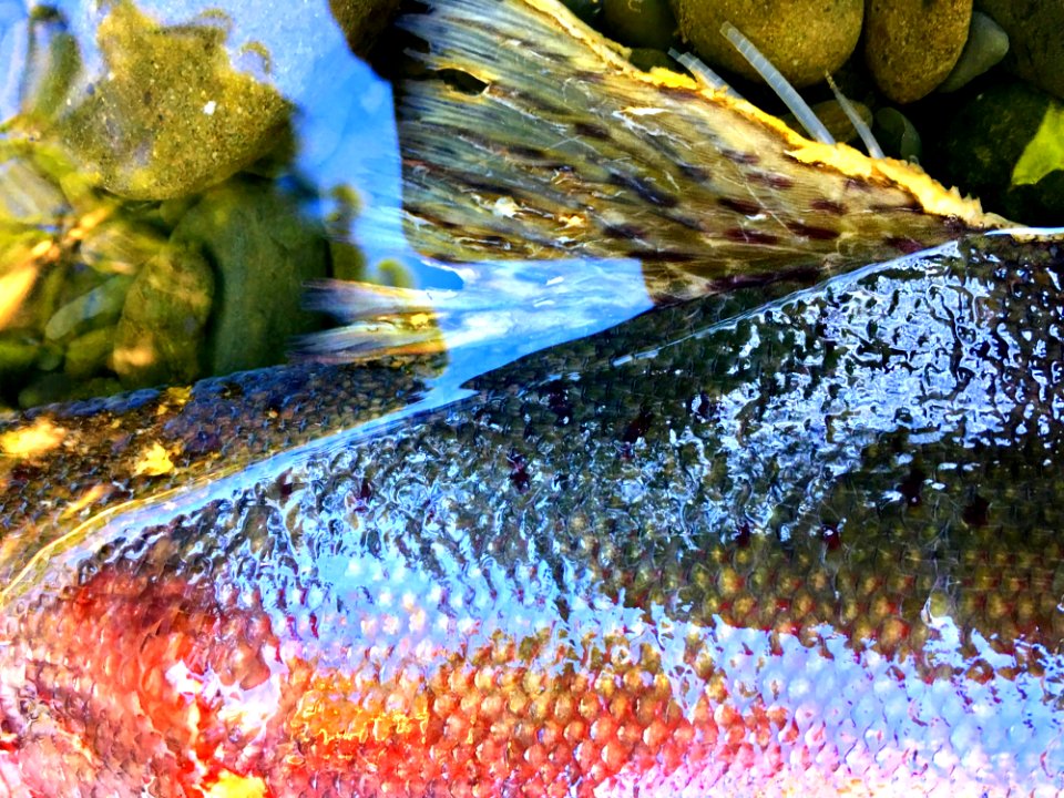 Coho salmon carcass closeup in the Arcata Field Office