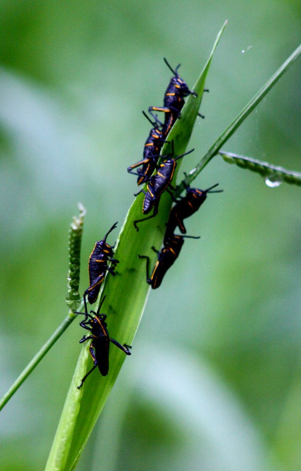 Baby Lubber Grasshoppers photo