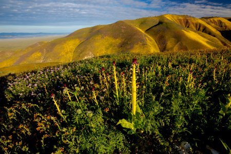 April 2019 Wildflowers at Carrizo Plain National Monument
