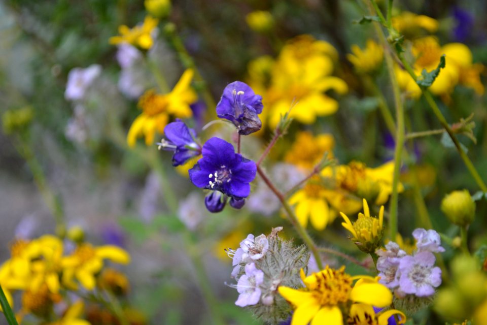 SD Sunflower - Parrys and Caterpillar Phacelia