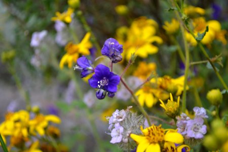 SD Sunflower - Parrys and Caterpillar Phacelia