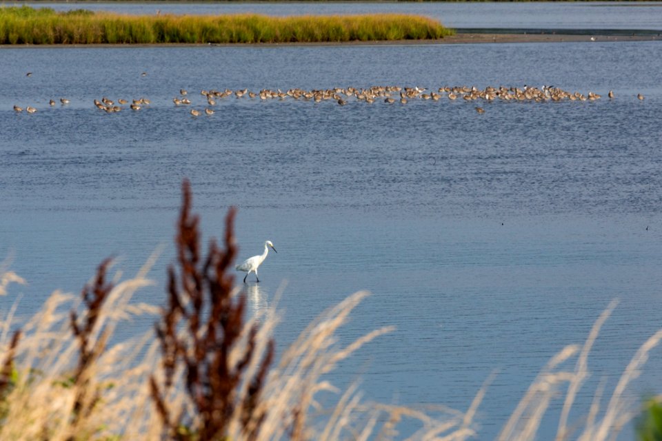 Chincoteague National Wildlife Refuge