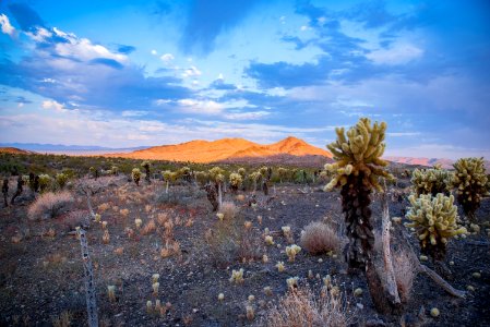 Bigelow Cholla Garden Wilderness