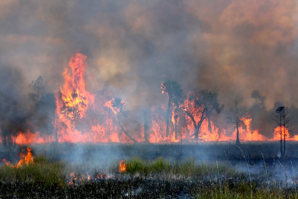 prescribed burn across from HQ