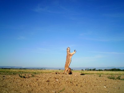 Black-Tailed Prairie Dog
