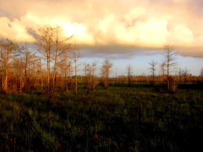 After Prescribed Burn