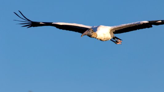 Wood Stork in flight photo