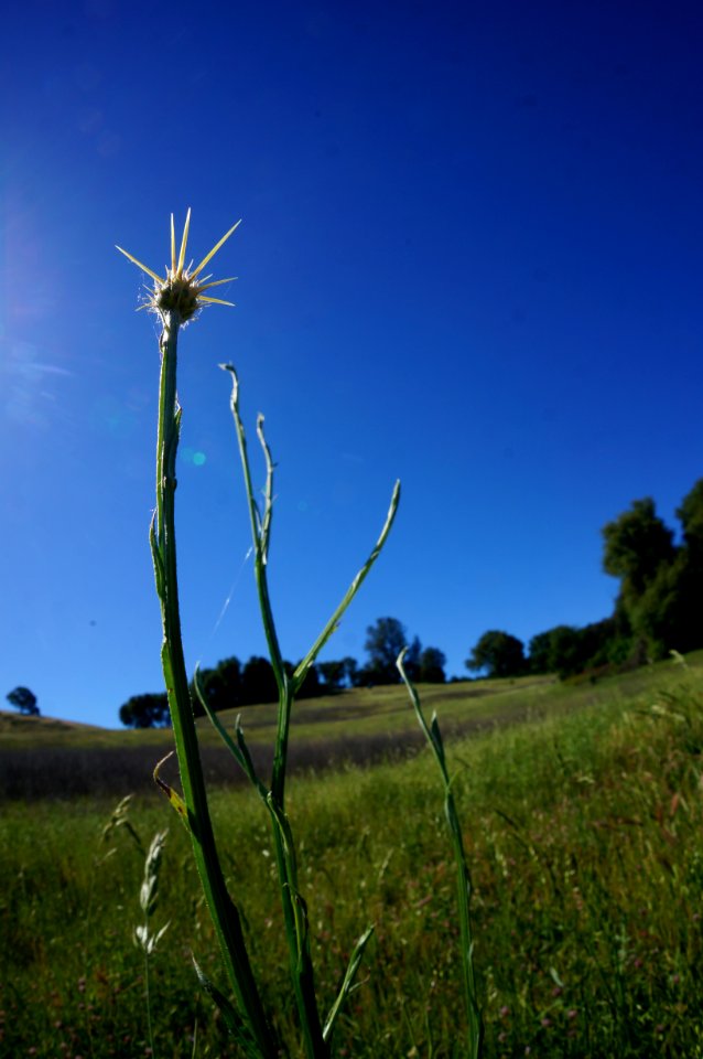 Flocking Back to the Hills of Cronan Ranch