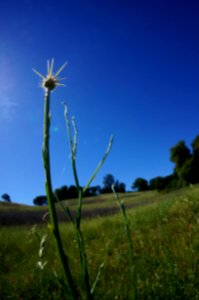 Flocking Back to the Hills of Cronan Ranch