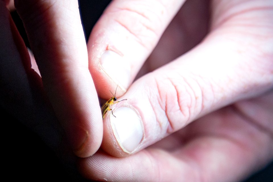 Bethany Beach Firefly Survey - 2019