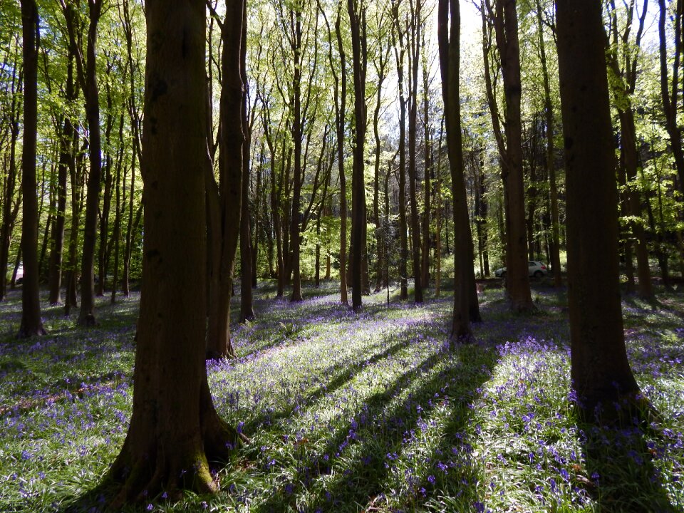 Idyllic bloom bluebell