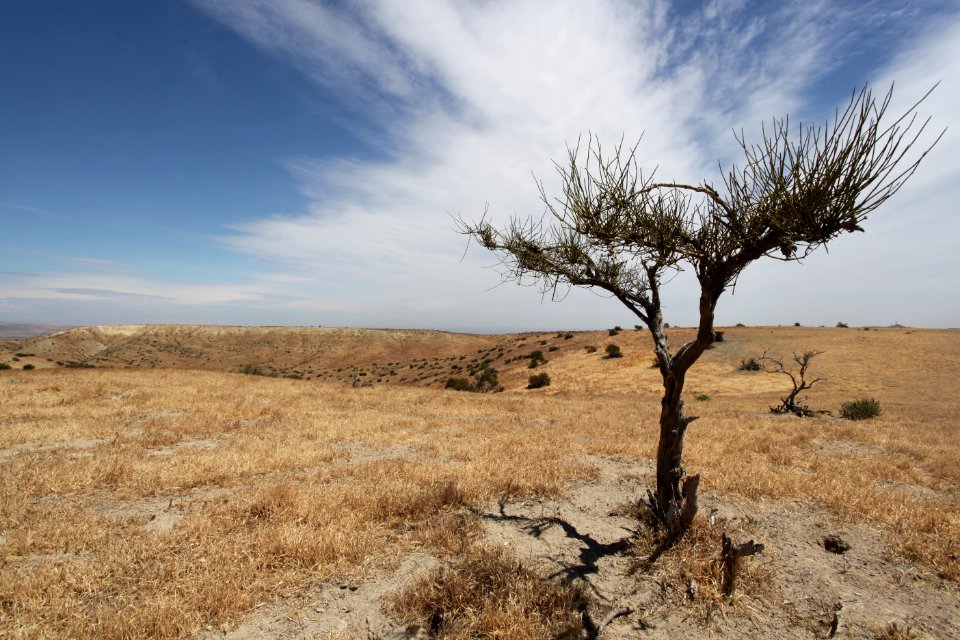 Mormon Tea in Panoche Hills during the drought of 2012-2014