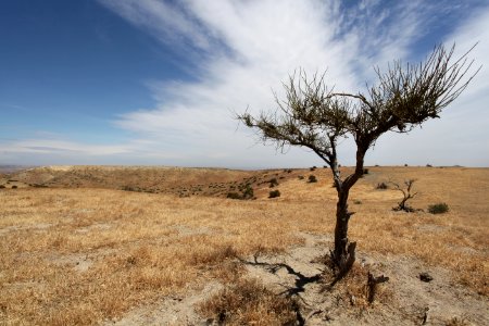 Mormon Tea in Panoche Hills during the drought of 2012-2014