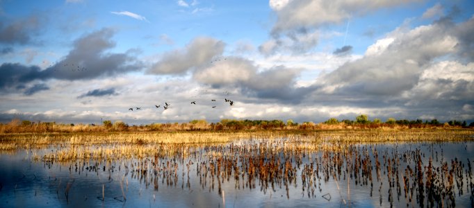 Cosumnes River Preserve photo