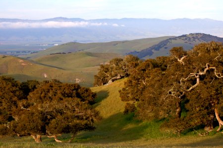 Fort Ord Trees and Hills photo