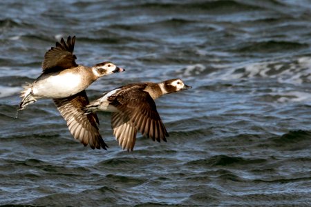 Long-tailed Ducks taking off photo