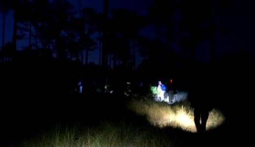 Listening for Bonneted Bats