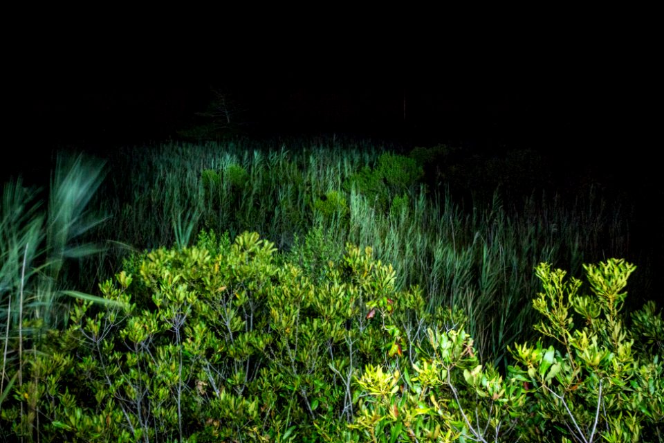 Bethany Beach Firefly Survey - 2019