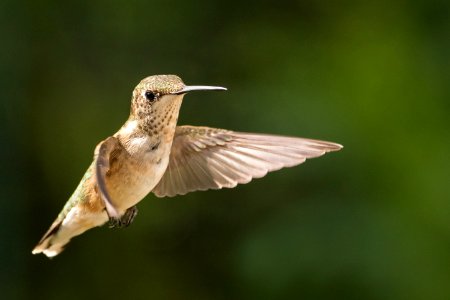 Ruby-throated Hummingbird photo