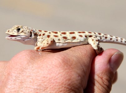 Baby leopard lizard