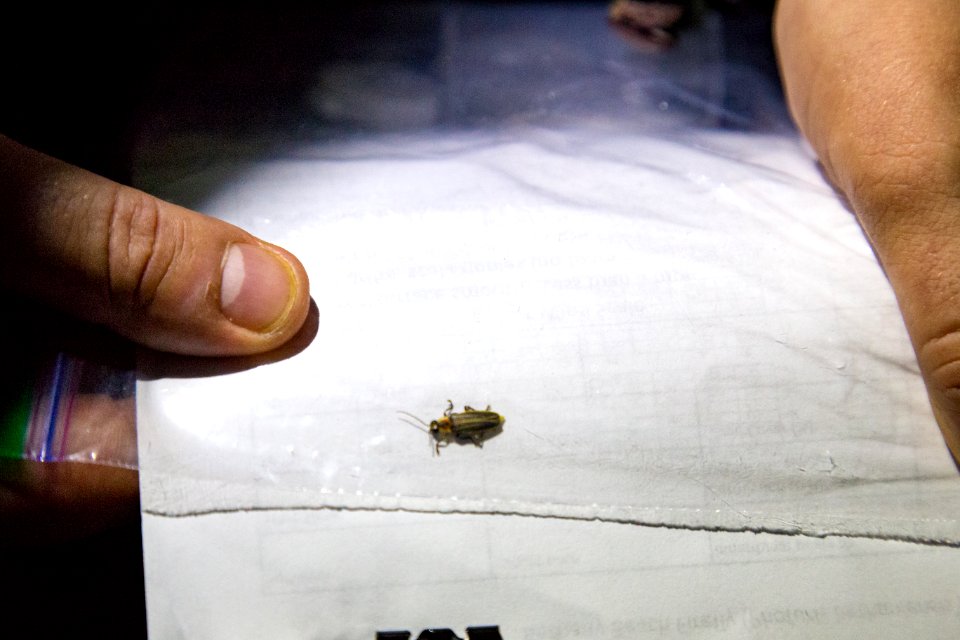 Bethany Beach Firefly Survey - 2019