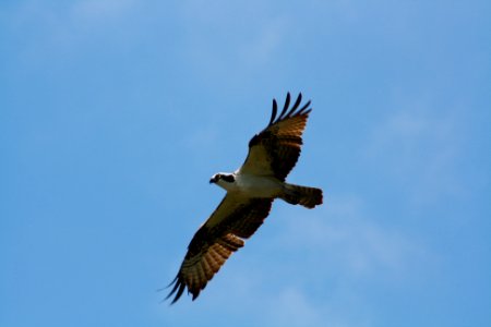 Osprey photo