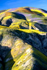 Super Bloom 2017 at Carrizo Plain National Monument photo