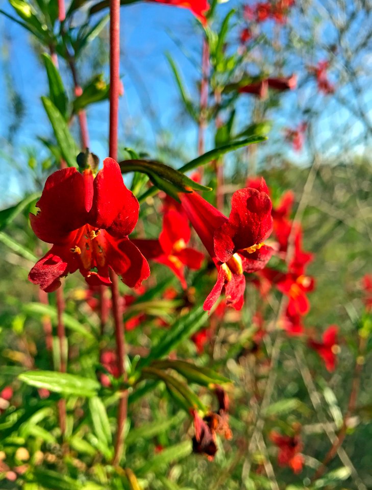 Sticky monkey flower