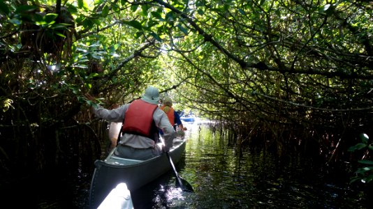 mangrove tunnel photo