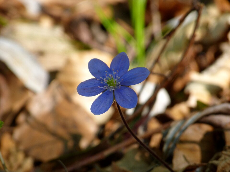 Bloom violet purple