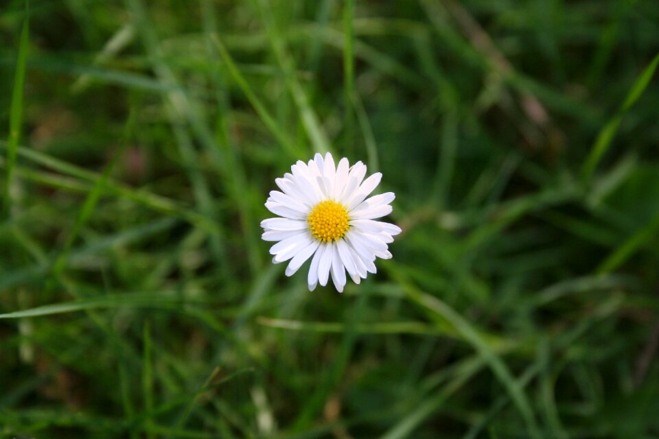 Nature macro white photo