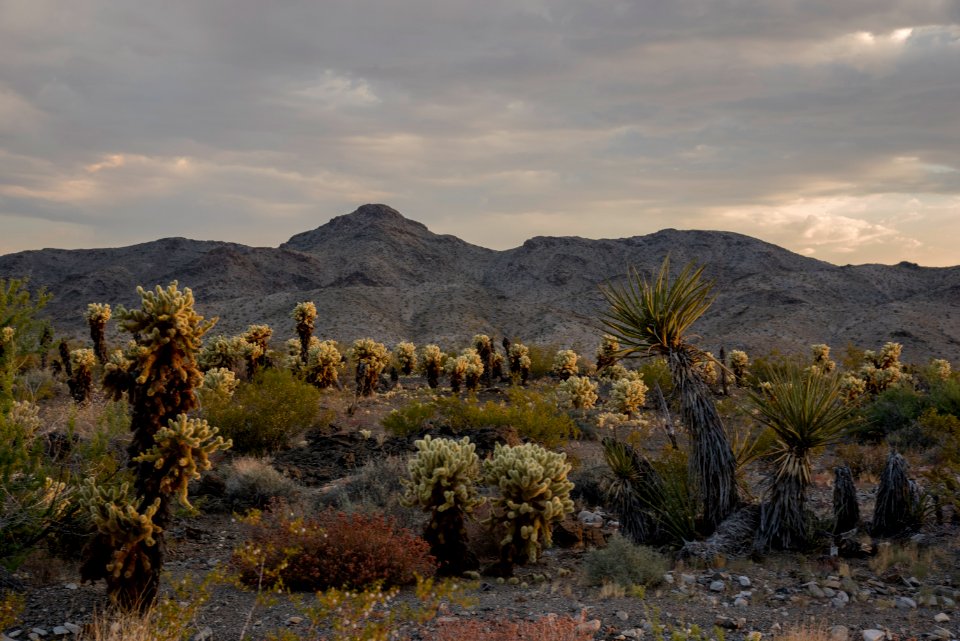 Bigelow Cholla Garden Wilderness photo