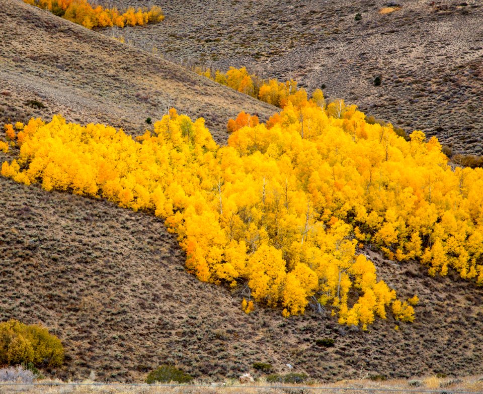Bodie Hills