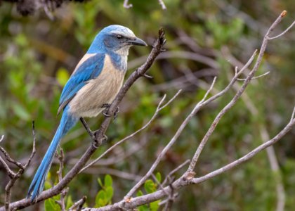 Florida Scrub-Jay