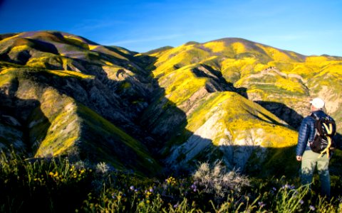 Super Bloom 2017 at Carrizo Plain National Monument photo